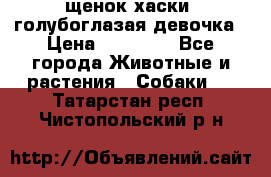 щенок хаски  голубоглазая девочка › Цена ­ 12 000 - Все города Животные и растения » Собаки   . Татарстан респ.,Чистопольский р-н